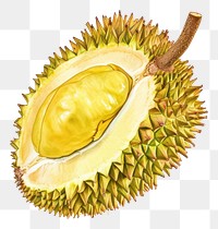 PNG Durian fruit plant food.