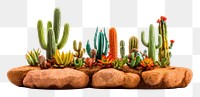 PNG Desert cactus plant houseplant.