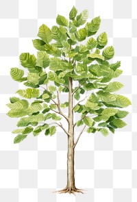 PNG Plant leaf tree vegetation.