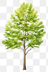 PNG Plant tree leaf sunlight.
