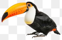 PNG Toucan toucan animal beak.