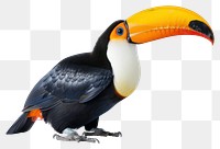 PNG Toucan toucan animal beak.