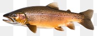 PNG Trout trout animal fish.