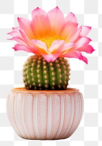 PNG Echinopsis cactus plant inflorescence