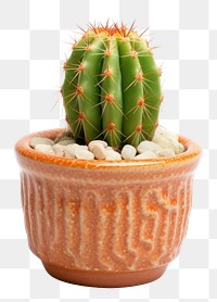 PNG Pot of Echinopsis cactus plant houseplant.