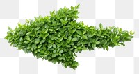 PNG Arrow shape bushes plant herbs leaf.