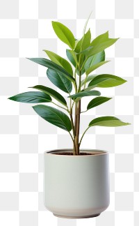 PNG Indoor mini plant leaf vase white background.