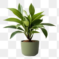 PNG Indoor mini plant leaf white background houseplant.