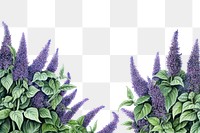 PNG  Backgrounds lavender outdoors flower.