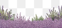 PNG  Lavender backgrounds landscape blossom