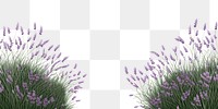 PNG  Lavender backgrounds outdoors flower.