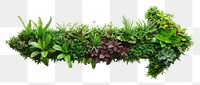 PNG Living wall plant herbs leaf.