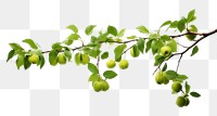 PNG Hanging apple tree branches plant fruit leaf