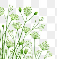 PNG Dill backgrounds plant dill.