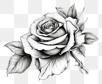 PNG Rose flower tattoo drawing sketch plant