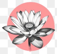 PNG Lotus drawing flower sketch.