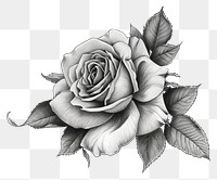 PNG Rose flower tattoo drawing sketch plant