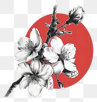 PNG Cherry blossom drawing flower sketch.