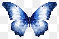 PNG Indigo butterfly animal insect white background.