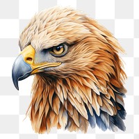 PNG Pencil drawingof eagle animal sketch bird.