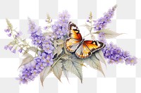 PNG A butterfly flower lavender insect