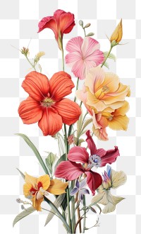 PNG Stunning tropical flowers painting drawing sketch