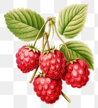 PNG Berry raspberry fruit plant.