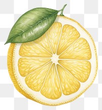 PNG Vintage drawing lemon grapefruit plant food