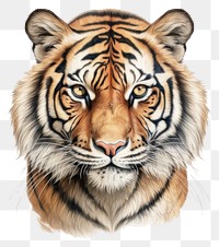 PNG Tiger wildlife drawing animal.