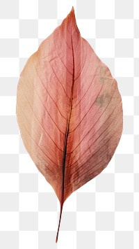 PNG Cordyline leaf flower plant petal.