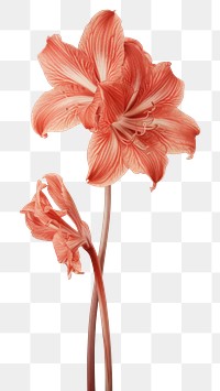 PNG Amaryllis flower amaryllis plant.