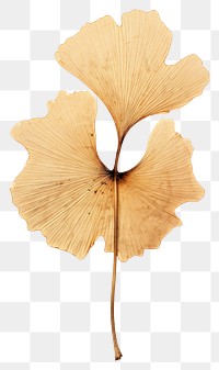 PNG Ginkgo Leaf leaf plant handicraft