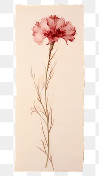 PNG Dianthus flower plant paper.