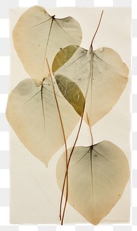PNG Eucalyptus Leaf leaf plant invertebrate.