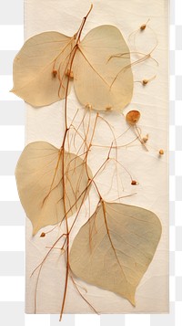PNG Eucalyptus Leaf leaf plant art.