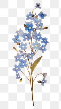 PNG Forget me not flower blossom plant.