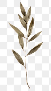PNG Olive leaf herbs plant tree
