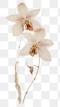 PNG Orchid flower orchid petal.