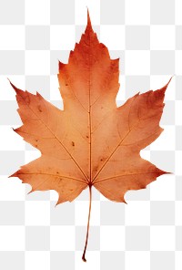 PNG Maple leaf maple plant paper.