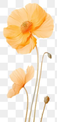 PNG Real pressed california poppy flower petal plant.