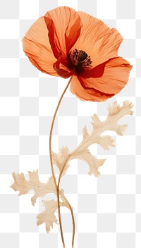 PNG Real pressed poppy flowers petal plant red.