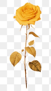 PNG Yellow Rose flower rose yellow.