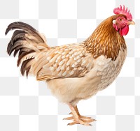 PNG Hen chicken poultry animal.