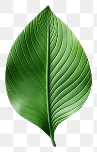 PNG Leaf plant white background freshness.