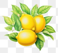 PNG Vintage drawing of lemon fruit plant food.