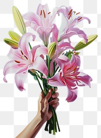 PNG A hand holding lilies flower petal plant.