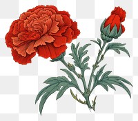 PNG Ukiyo-e art print style carnation flower plant rose.