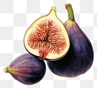 PNG Vintage illustration of fig fruit plant food.