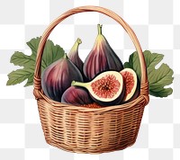 PNG Vintage illustration of fig basket fruit plant.
