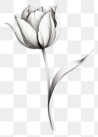 PNG Tulip drawing flower sketch.